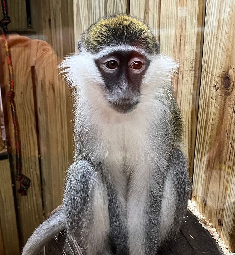 How the Rescue Side of Little Ponderosa Gives It a Bigger Purpose