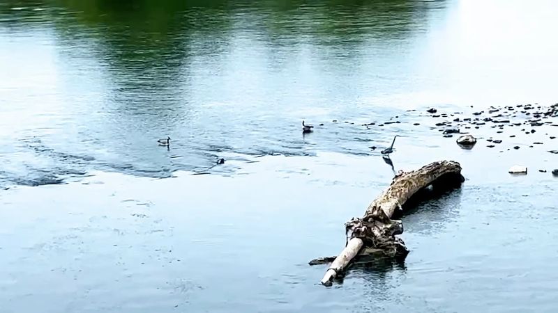 Go birding during spring migration at Seven Islands State Birding Park