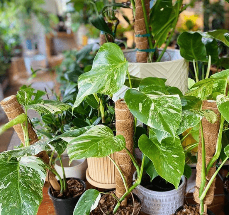 Why Plant Lovers Will Feel Right At Home