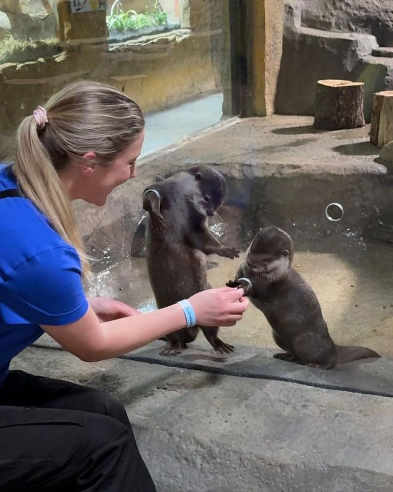 This Tennessee Zoo Is a Must-Visit for Otter Lovers