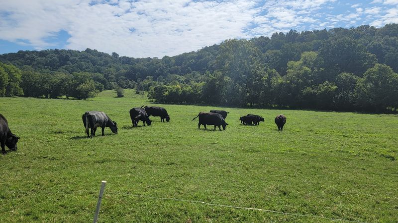 A Peaceful Farm Escape Just Outside Franklin