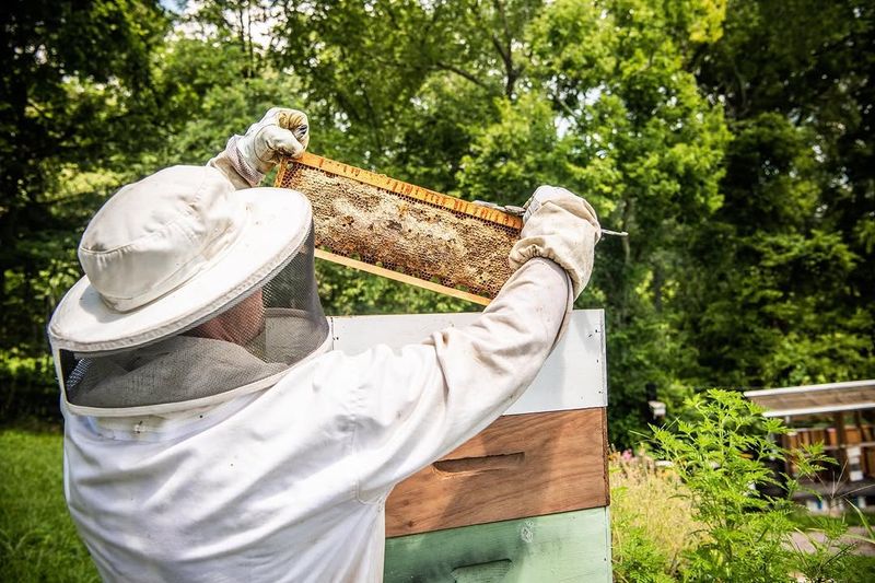 Why the Resort's Bee Program Is One of Its Sweetest Attractions