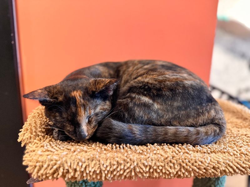 Coffee, Snacks, And Plenty Of Feline Company Make This Spot Easy To Linger In