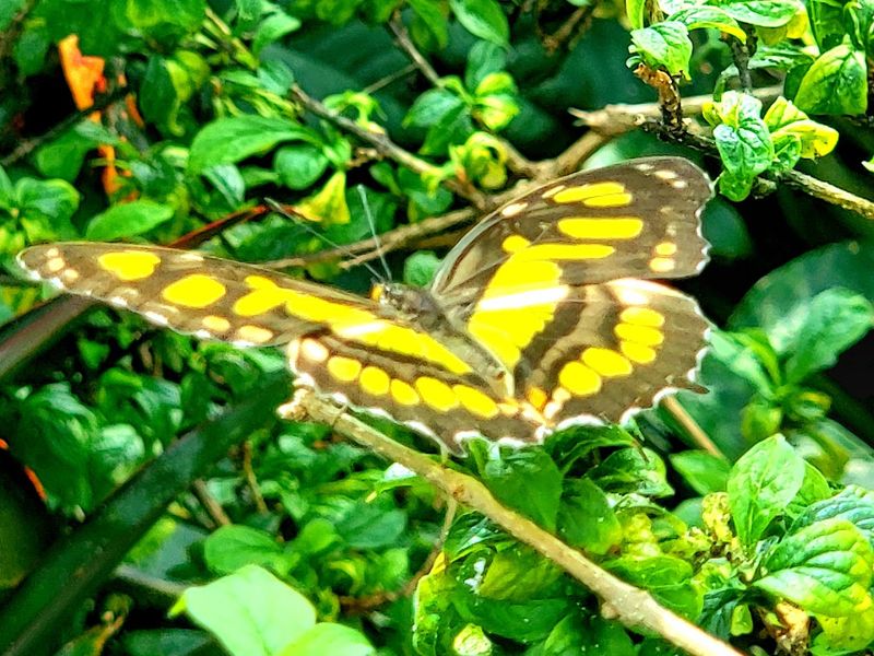 More Than 1,000 Butterflies Create the Main Attraction