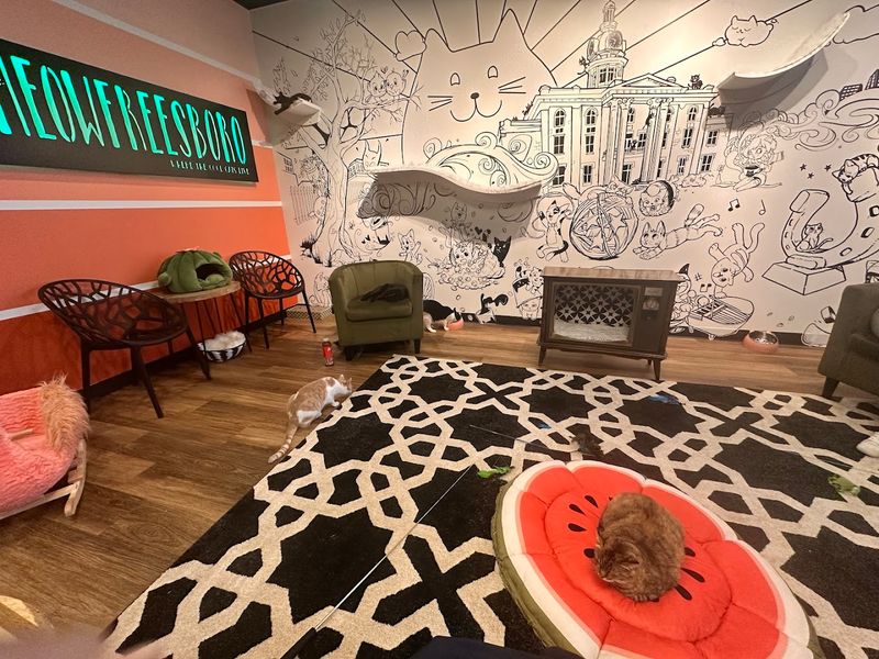 From The Moment You Walk In, The Space Feels Warm, Calm, And Cat-Lover Approved
