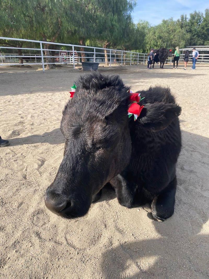The Rescued Animals That Make This Tennessee Sanctuary So Memorable