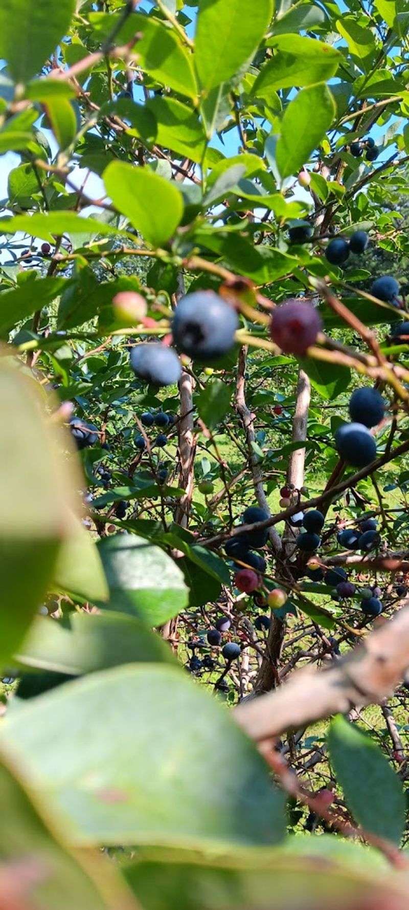 Blueberry Ridge Farm - Decaturville