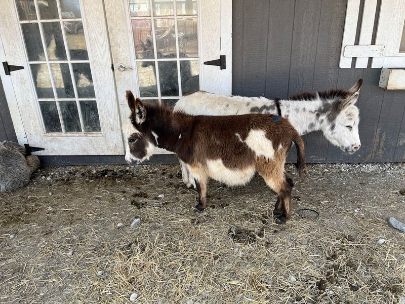 Why Donkey Kingdom Is One of Cumberland Furnace's Sweetest Surprises