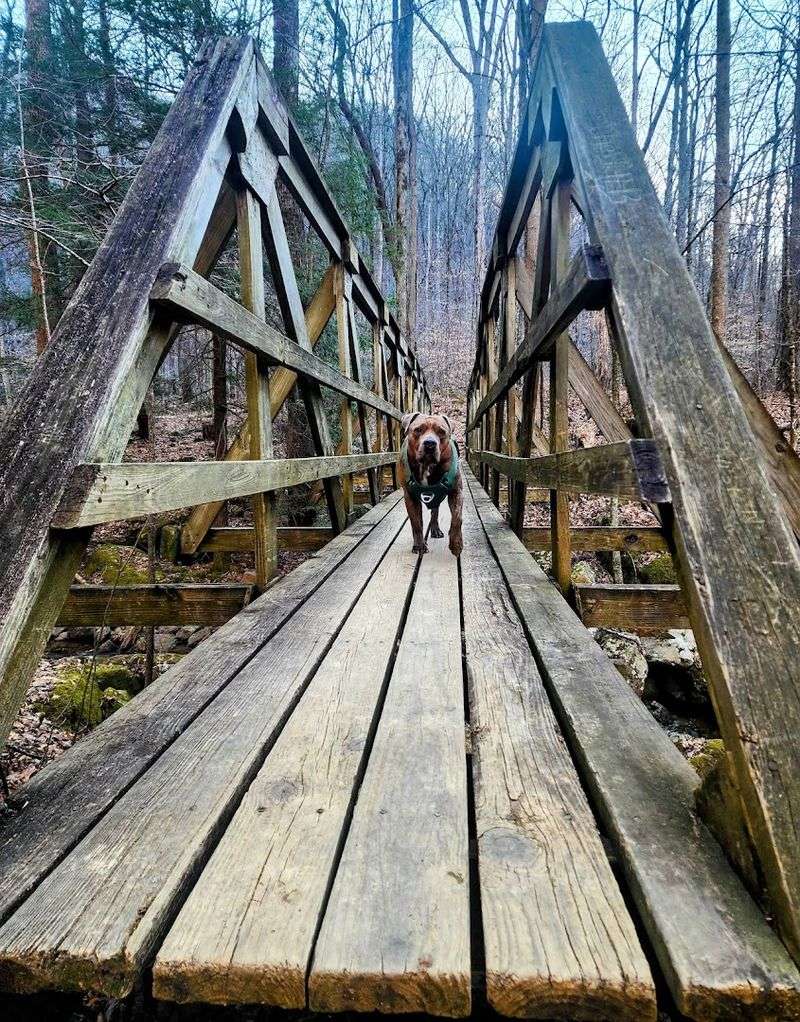 Debord Falls / Emory Gap to Falls, Frozen Head State Park