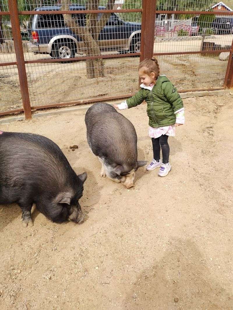 Why This Sanctuary Leaves a Bigger Impression Than a Typical Attraction