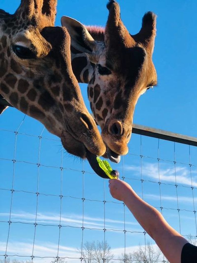 Southland Safari — Yuma