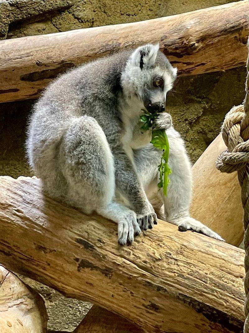 Rainforest Adventures Discovery Zoo &mdash; Sevierville