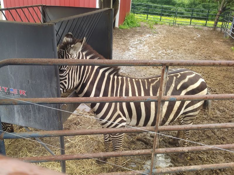 Brights Zoo &mdash; Limestone