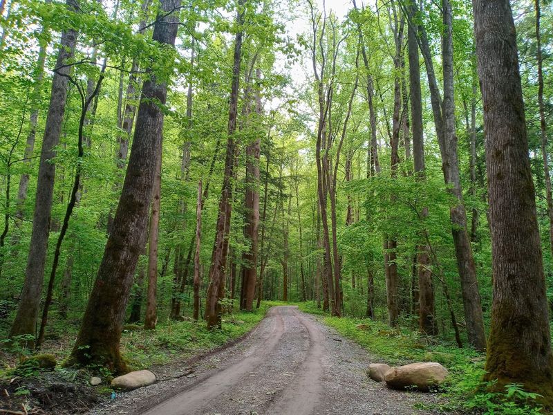 Why Visitors Keep Falling for This Forested Smokies Retreat