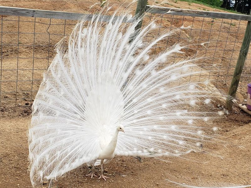Why Families Love Spending the Day at This Tennessee Animal Spot