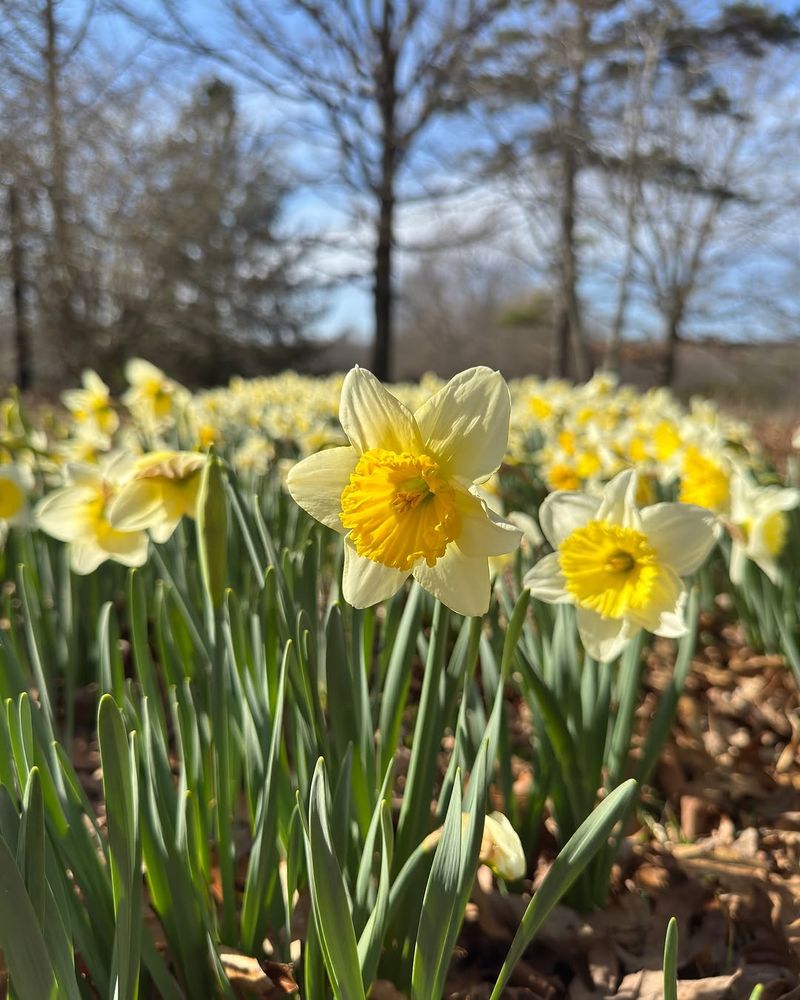 High Meadows Farm &mdash; Tracy City