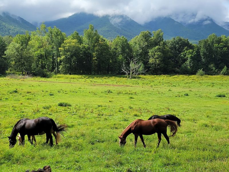 What Makes the Great Smoky Mountains Stand Out From Other National Parks