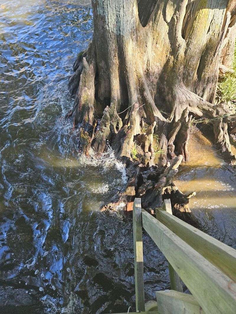 The ancient cypress trees that make this lake feel frozen in time