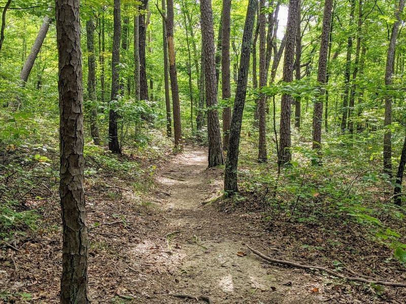 Savage Gulf State Park