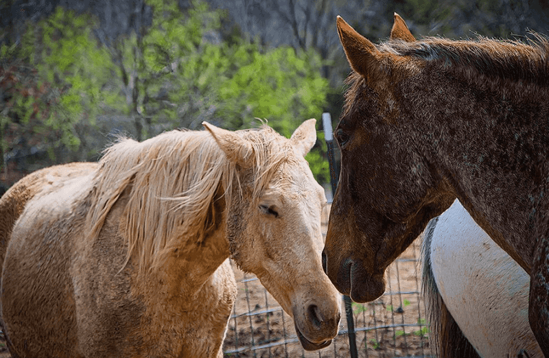 Aristo Horse Riding of Memphis &mdash; Memphis