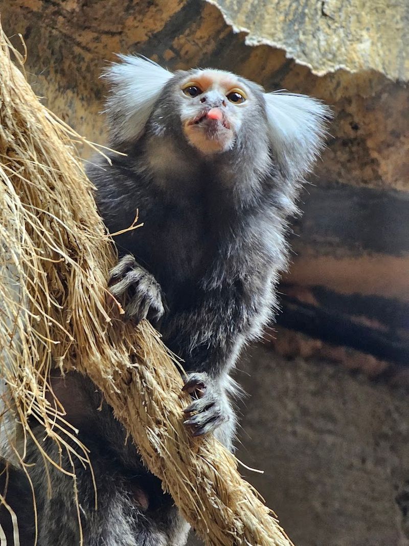 What Else to See While You're Exploring the Zoo