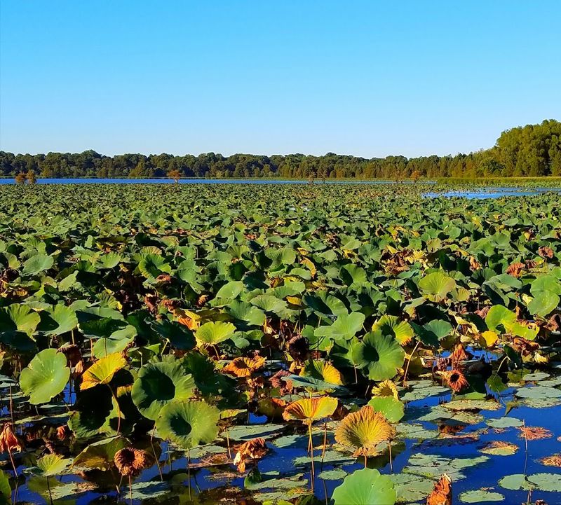What Makes This West Tennessee Landscape So Unique