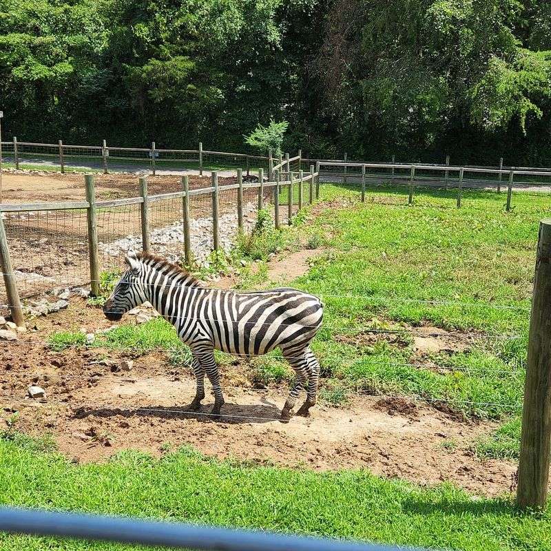 What Makes Little Ponderosa Different From a Traditional Zoo