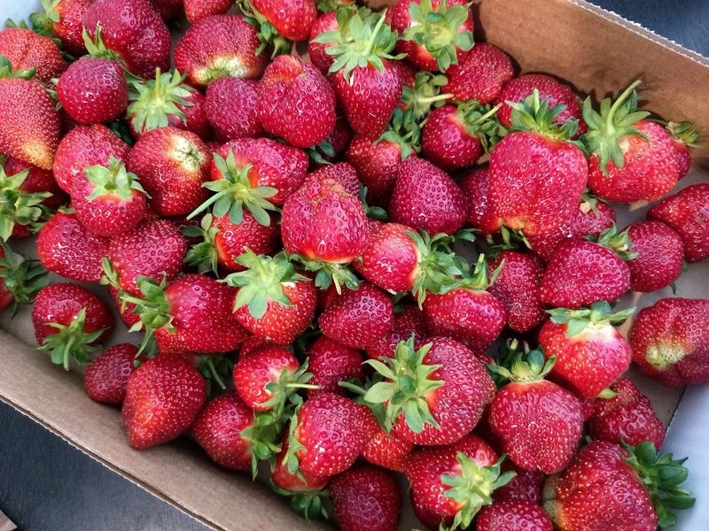 Slate Farms Strawberries &mdash; Clarksville