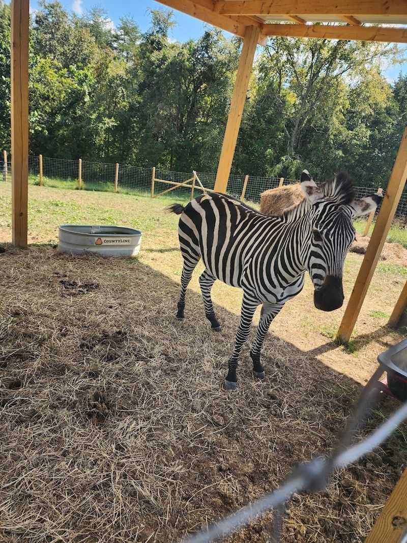 Springtime Exotic Petting Farm &mdash; Sevierville