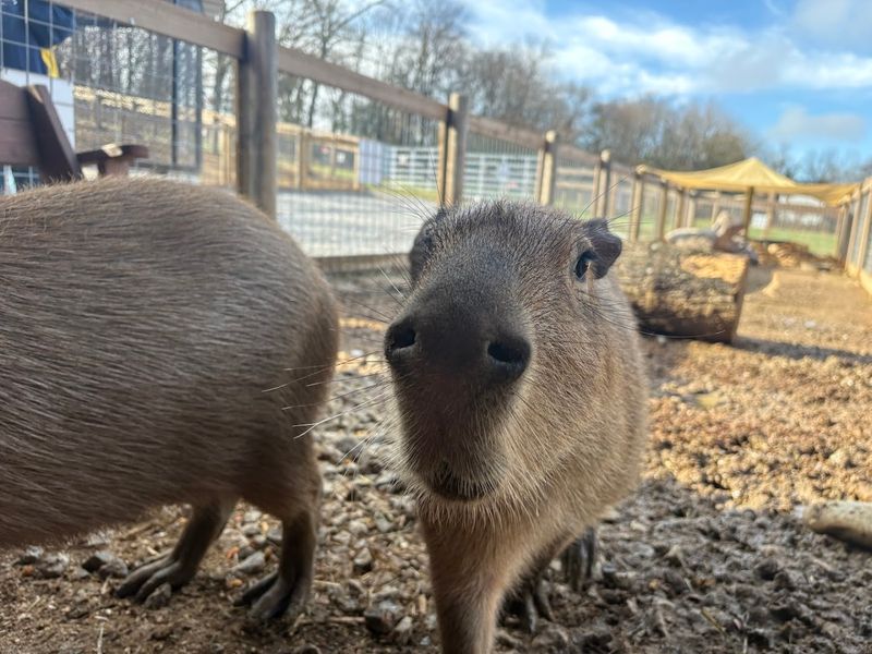 Mitchell's Petting Zoo & Exotics Is One of Sweetwater's Most Adorable Animal Attractions