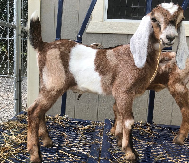 FairyTails Petting Farm — Columbia