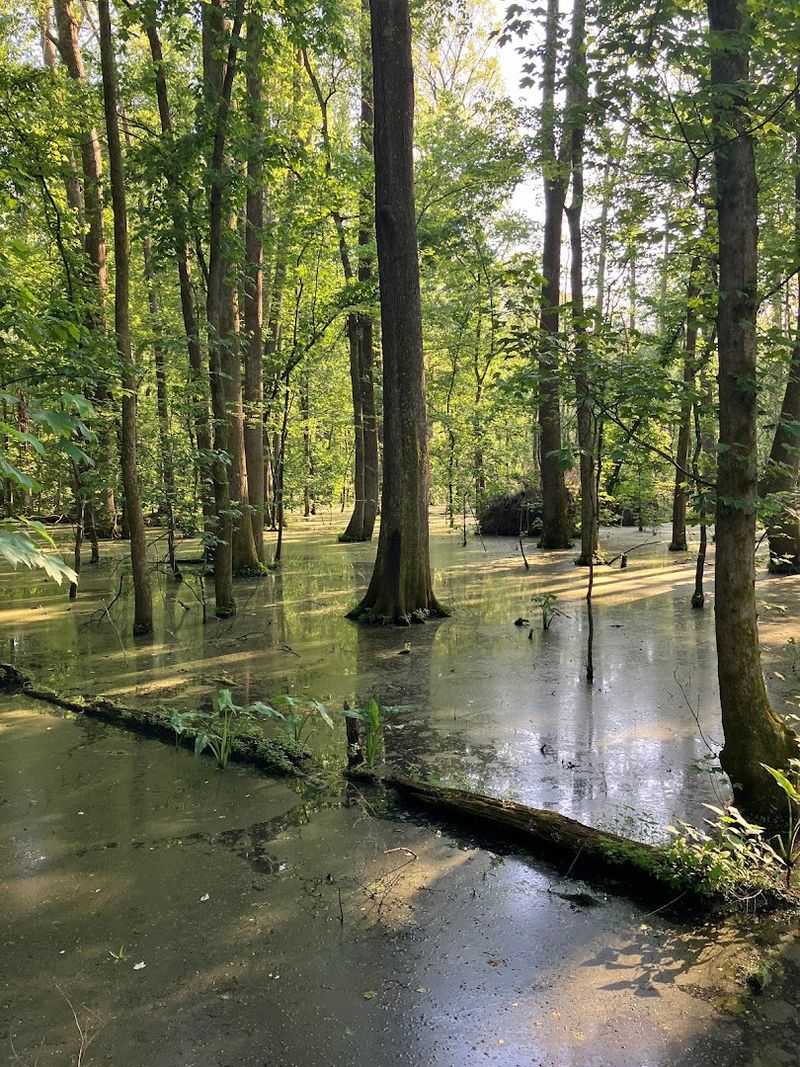 Big Cypress Tree State Park