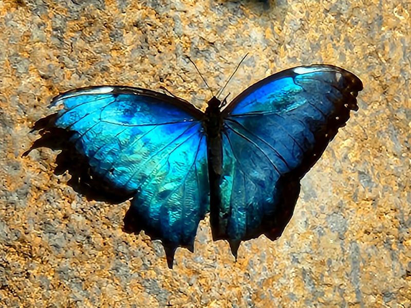 Why the Butterfly Garden Feels Like Stepping Into Another World