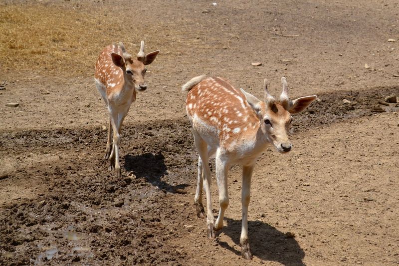 Little Ponderosa Zoo and Rescue &mdash; Clinton