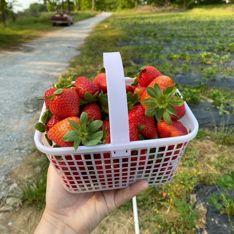 Wagner Berry Farm &mdash; Spring Hill
