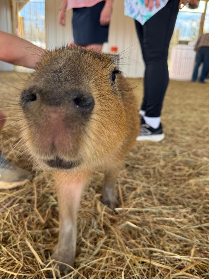 Springtime Exotic Petting Farm — Sevierville