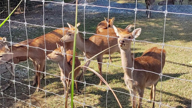 Tennessee Safari Park &mdash; Alamo

