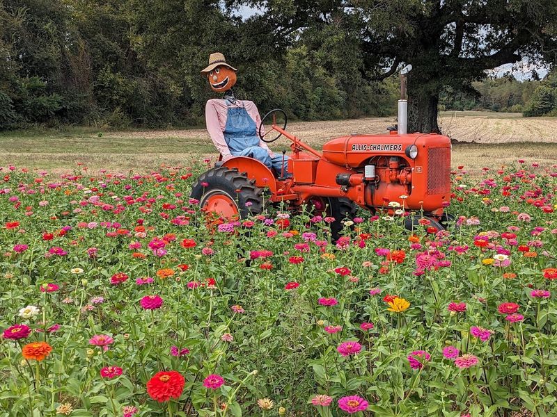 There's More to Love Than Just the Strawberries