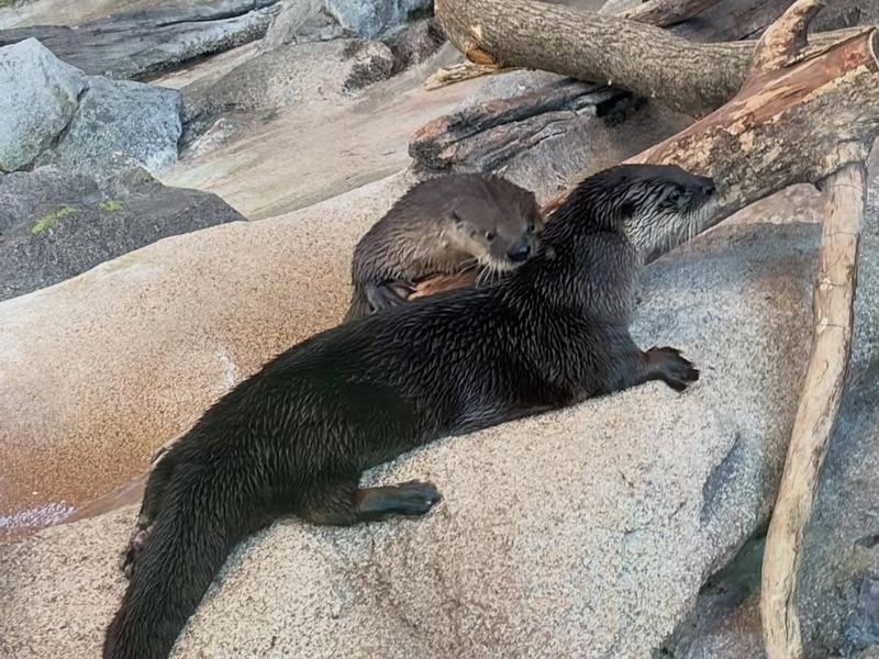 What You Can Expect When You Meet the Otters