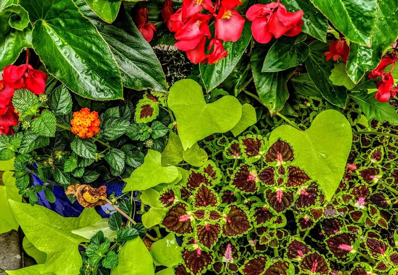 Packed With 50,000 Tropical Plants, This Tennessee Conservatory Is an Impressive Garden Experience