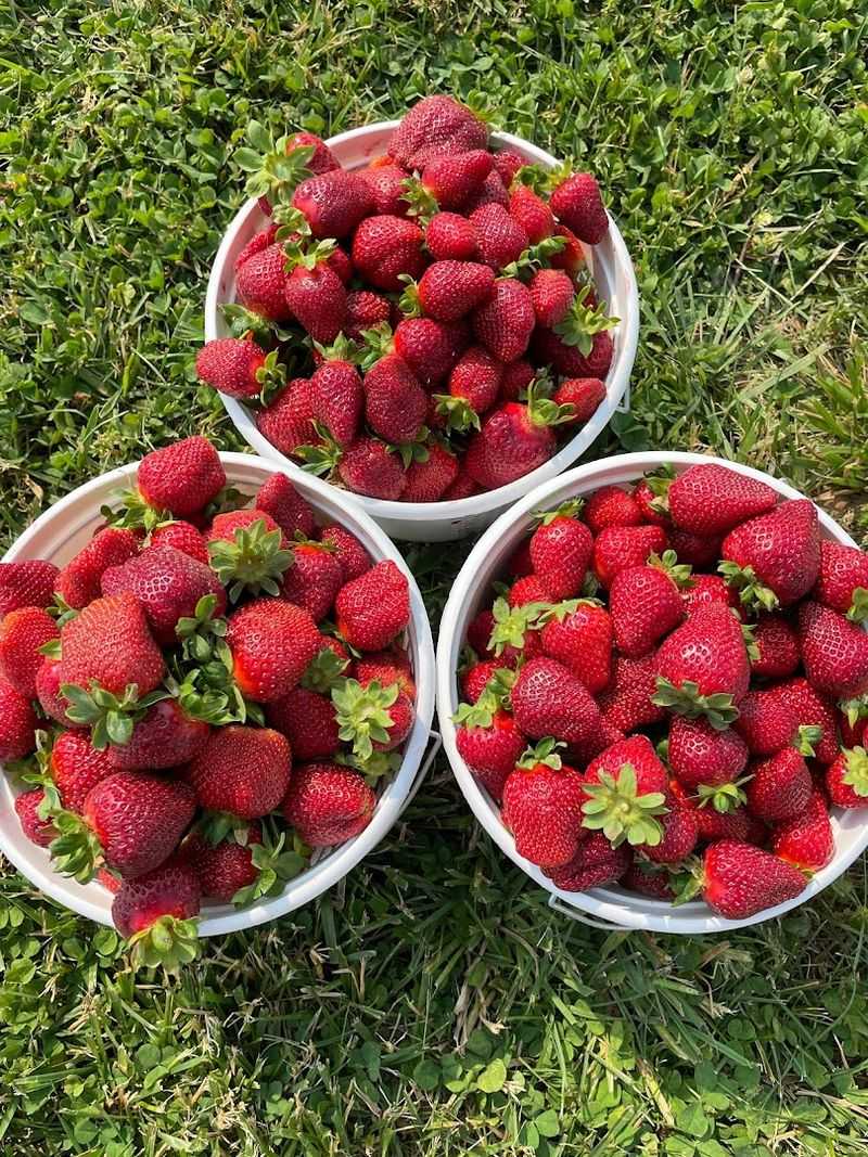 The Strawberry Patch &mdash; Orlinda