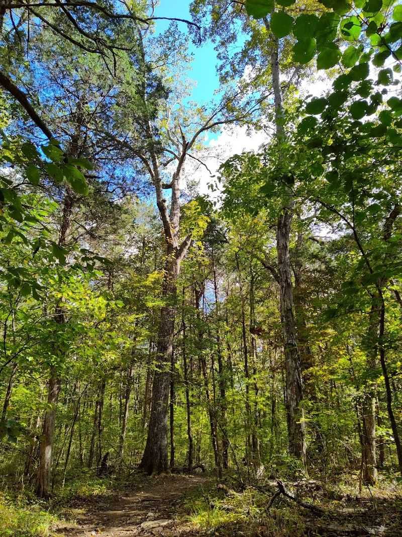 Cedars of Lebanon State Park, Lebanon
