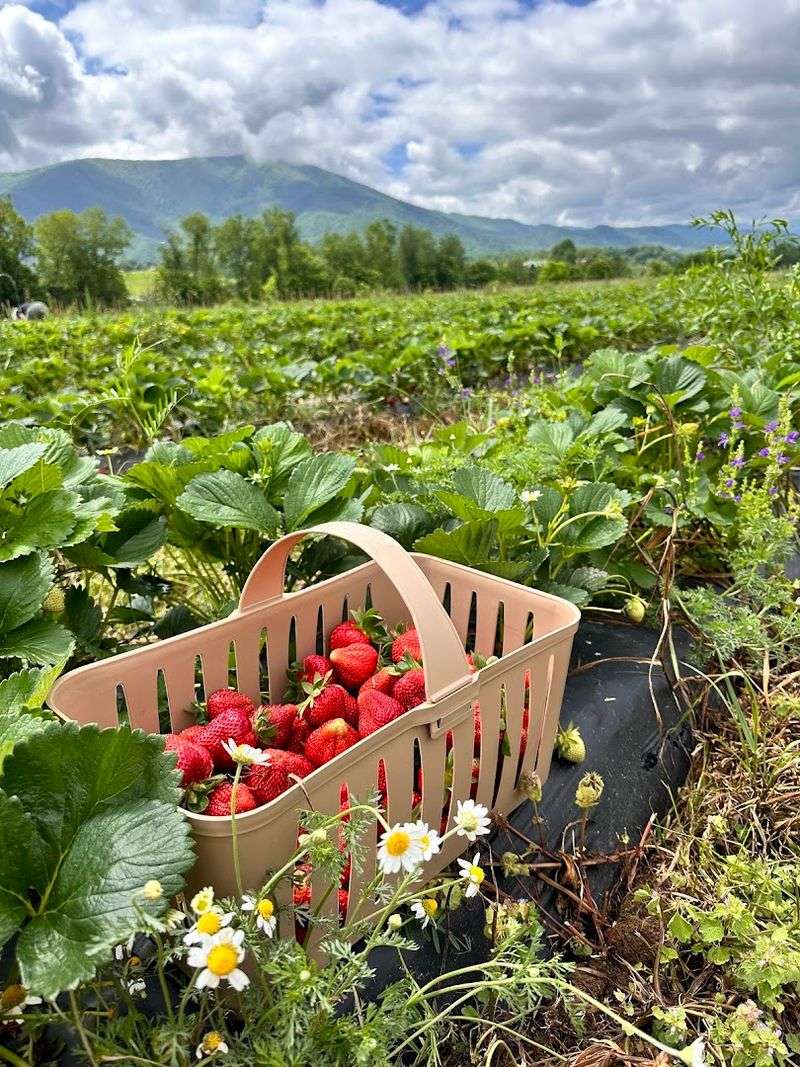 Myers Brothers Farm &mdash; Sevierville
