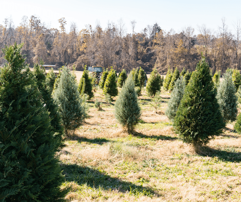 Falcon Ridge Farm &mdash; Toone