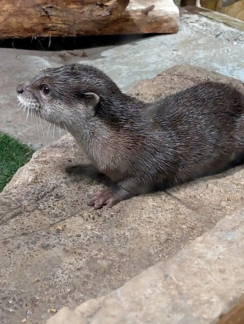 Why the Otter Encounter Stands Out From the Rest