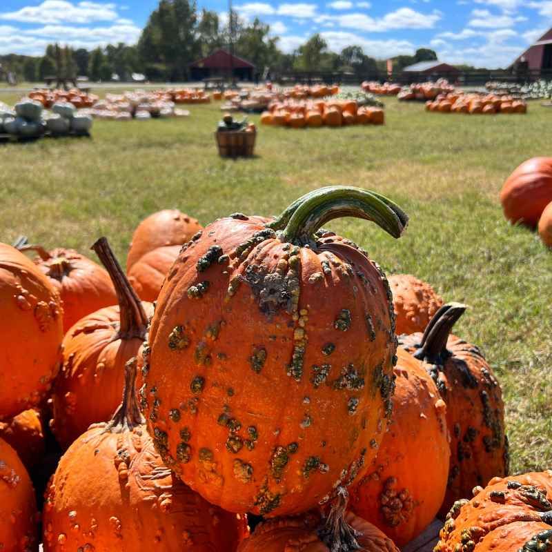 Falcon Ridge Farm - Toone