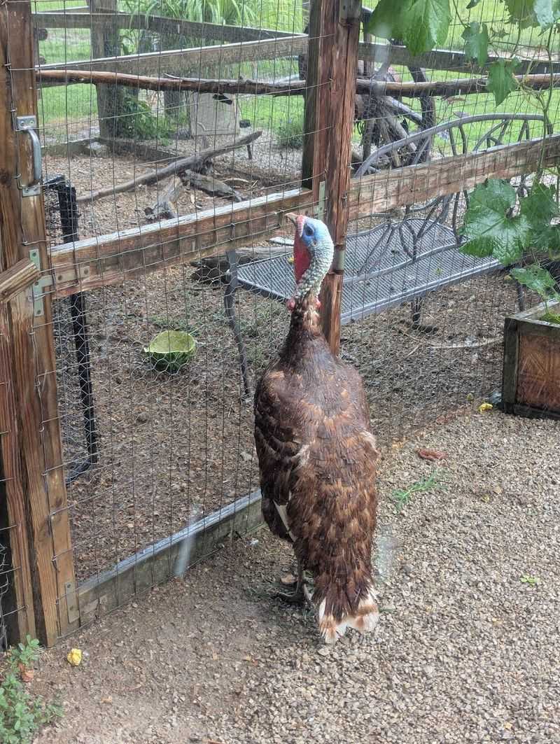 A Veteran-Owned, Family-Run Farm Full of Heart