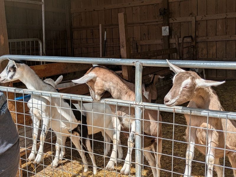 Why This Franklin Farm Belongs on Your Tennessee Bucket List