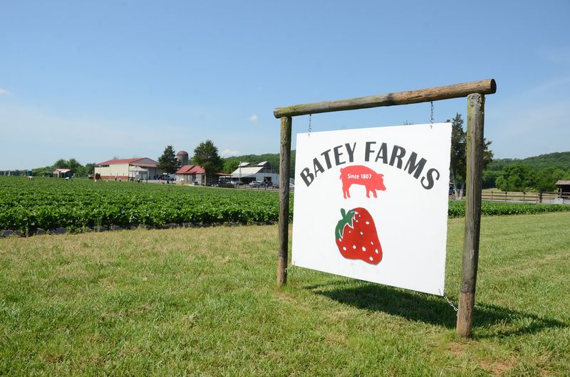 Batey Farms Strawberries &mdash; Murfreesboro
