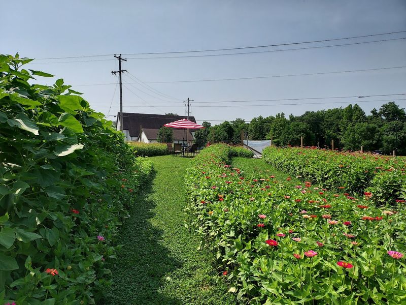 Old Brownsville Farms - Bartlett